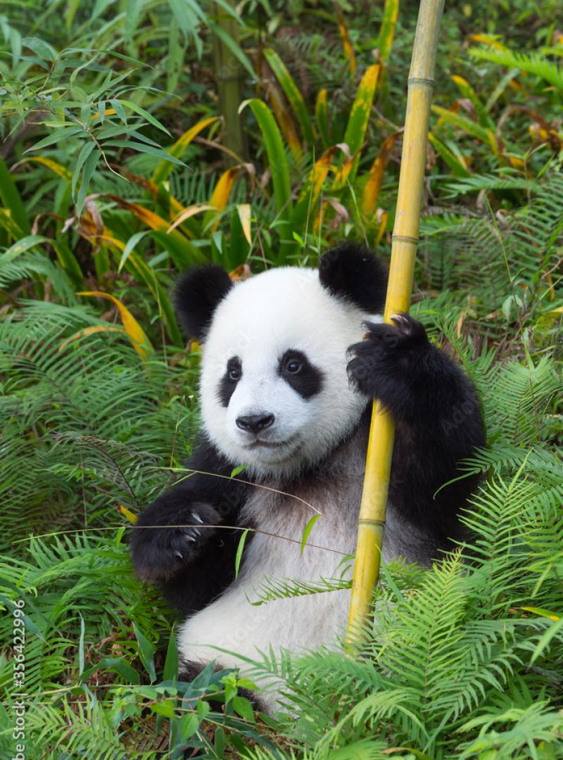 キャッチコピー